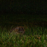 Nocturnal animals in our garden